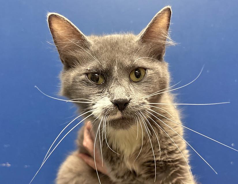 Cricket, Adopted, Adult Female Domestic Short Hair.