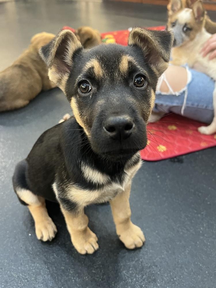 Scarlet, Adoptable, Puppy Female German Shepherd Dog.