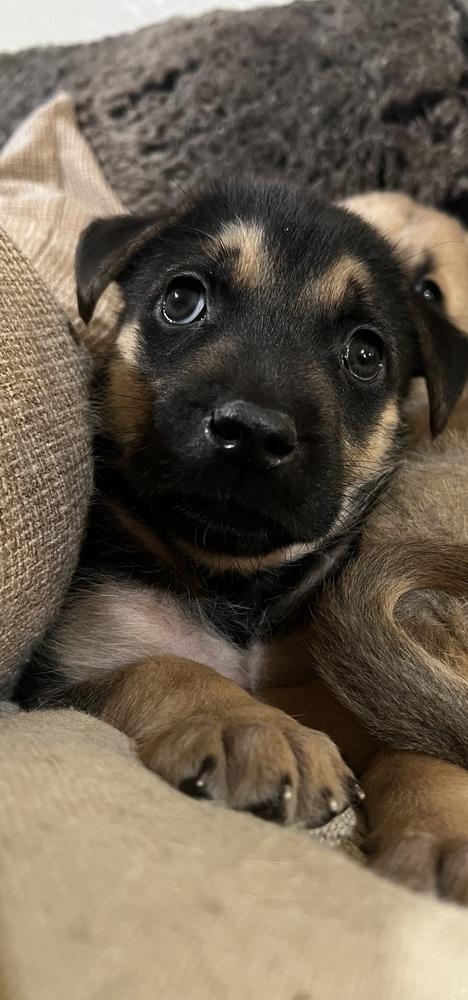 Scarlet, a Adoptable mixed breed in Pleasant Hill, CA image 2/6