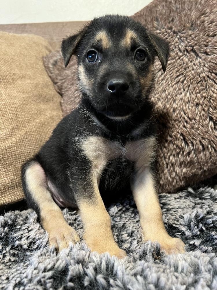 Scarlet, a Adoptable mixed breed in Pleasant Hill, CA image 3/6