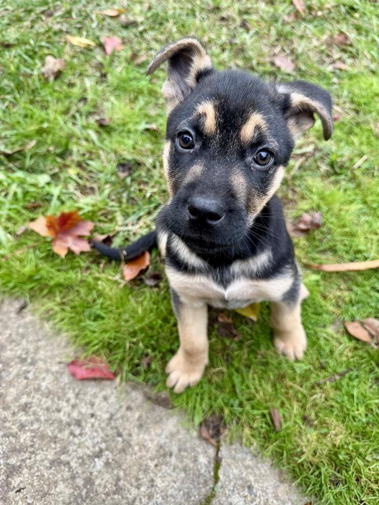 Scarlet, a Adoptable mixed breed in Pleasant Hill, CA image 4/6