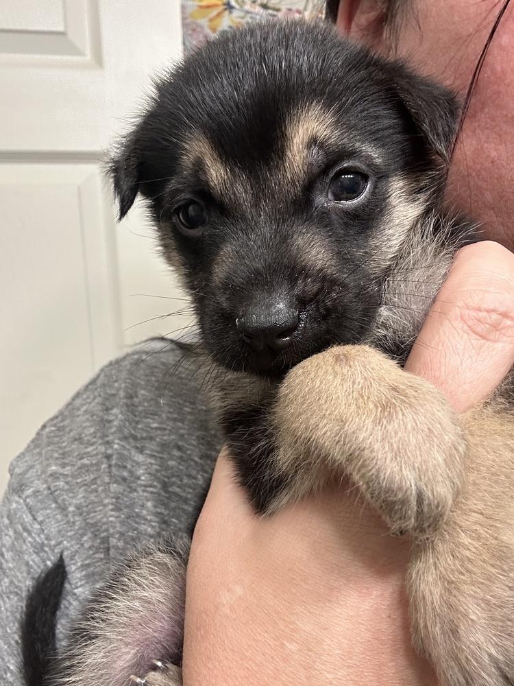 Scarlet, a Adoptable mixed breed in Pleasant Hill, CA image 5/6