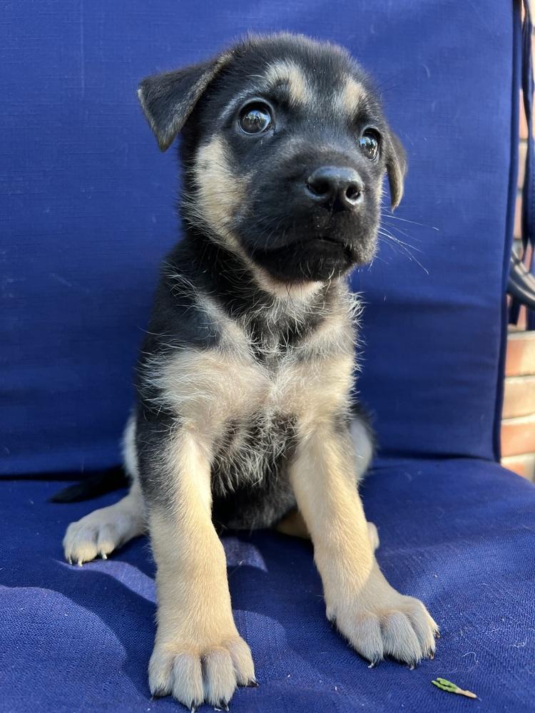 Scarlet, a Adoptable mixed breed in Pleasant Hill, CA image 6/6