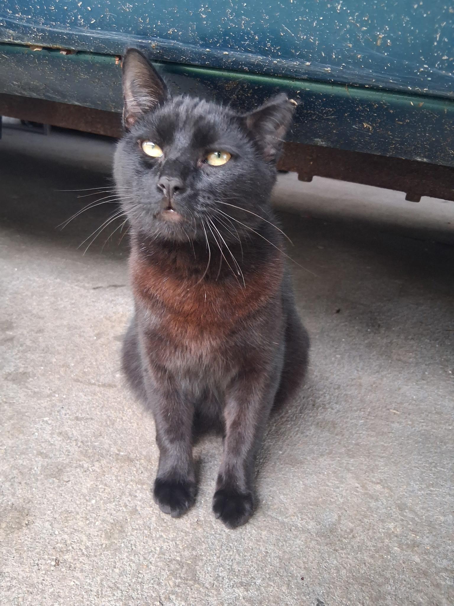 Salem (WATCH VIDEO) loves belly rubs and to be held , adopted, Young Male Domestic Short Hair.