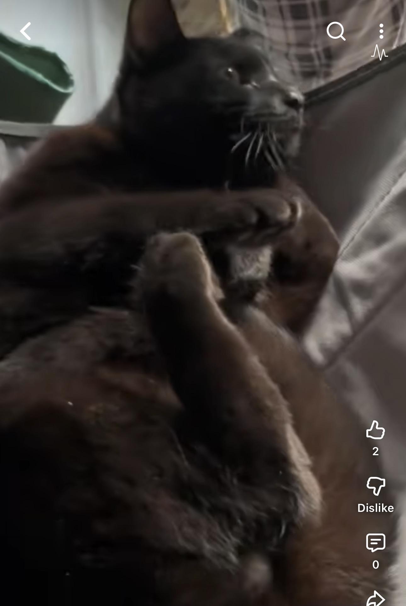 Enlarge Salem (WATCH VIDEO) loves belly rubs and to be held , an adopted Domestic Short Hair in Daytona Beach, FL image 4/4