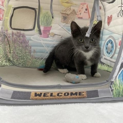 Onyx, a ADOPTABLE Domestic Short Hair in Red Wing, MN image 4/4