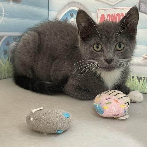 Onyx, a ADOPTABLE Domestic Short Hair in Red Wing, MN image 3/4