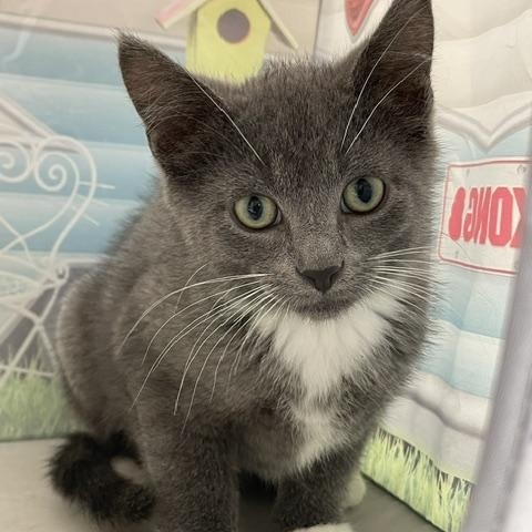Onyx, a ADOPTABLE Domestic Short Hair in Red Wing, MN image 1/4
