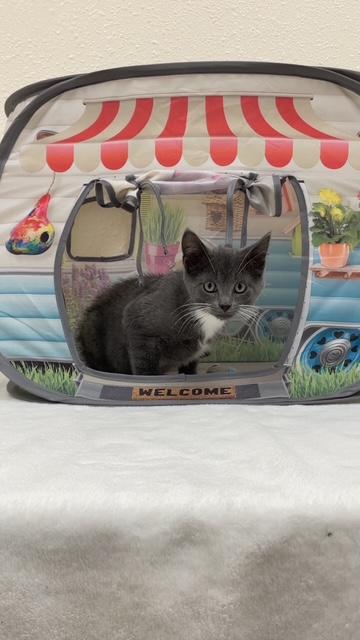 Onyx, a ADOPTABLE Domestic Short Hair in Red Wing, MN image 2/4
