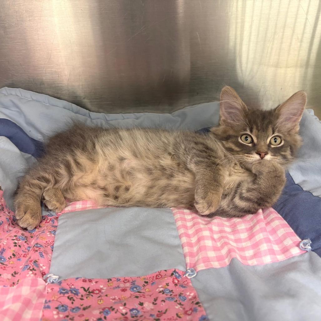 Kraft Dinner, Adoptable, Kitten Male Domestic Short Hair.