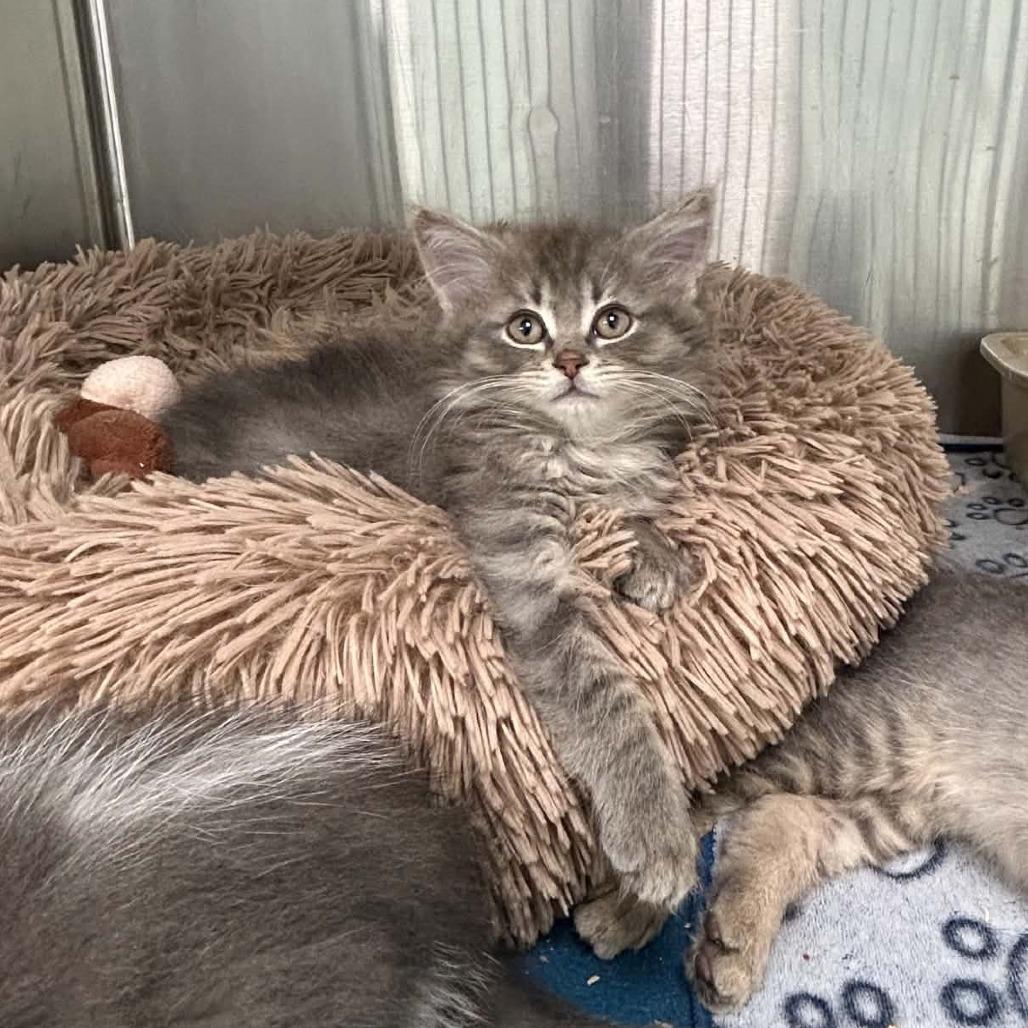 Enlarge Kraft Dinner, a Adoptable Domestic Short Hair in Saskatoon, SK image 2/5