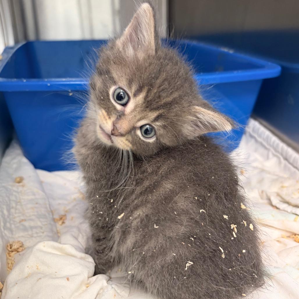 Enlarge Kraft Dinner, a Adoptable Domestic Short Hair in Saskatoon, SK image 3/5