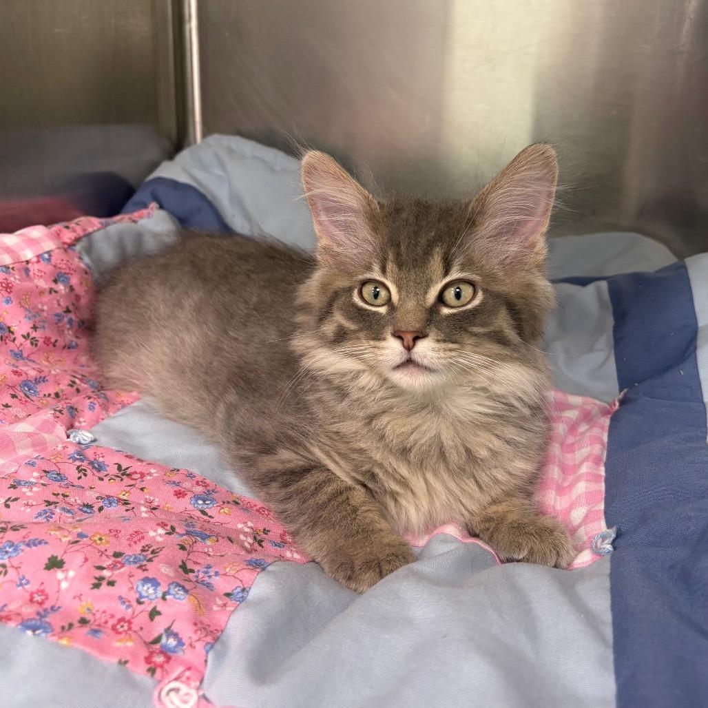 Enlarge Kraft Dinner, a Adoptable Domestic Short Hair in Saskatoon, SK image 4/5