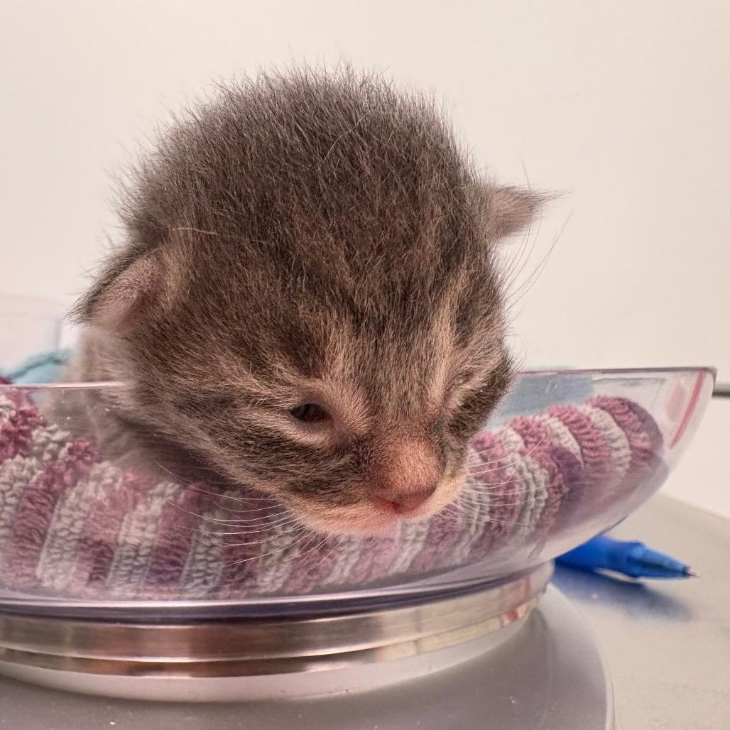 Enlarge Kraft Dinner, a Adoptable Domestic Short Hair in Saskatoon, SK image 5/5
