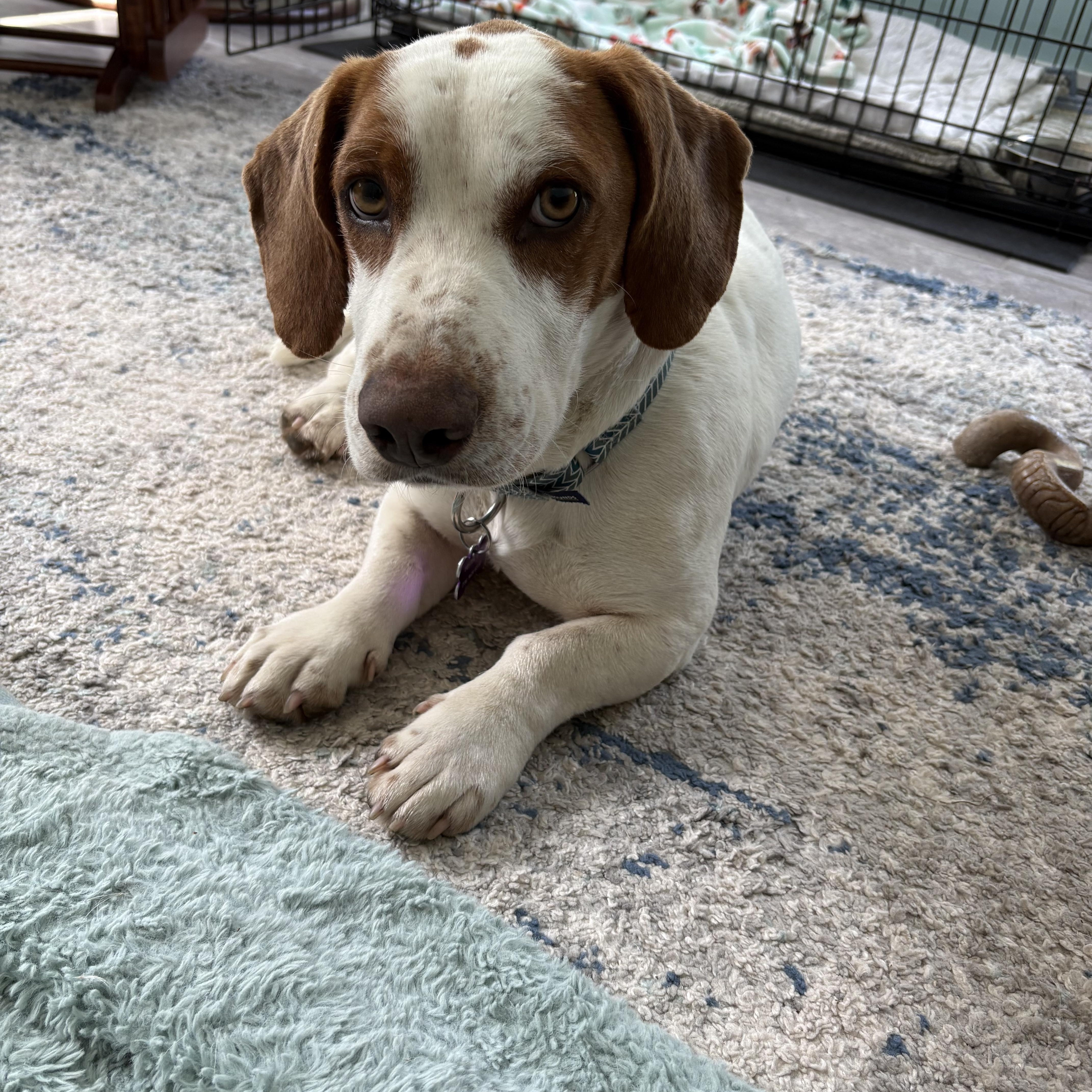 Enlarge Barney, a ADOPTABLE mixed breed in Hillsdale, NY image 4/6