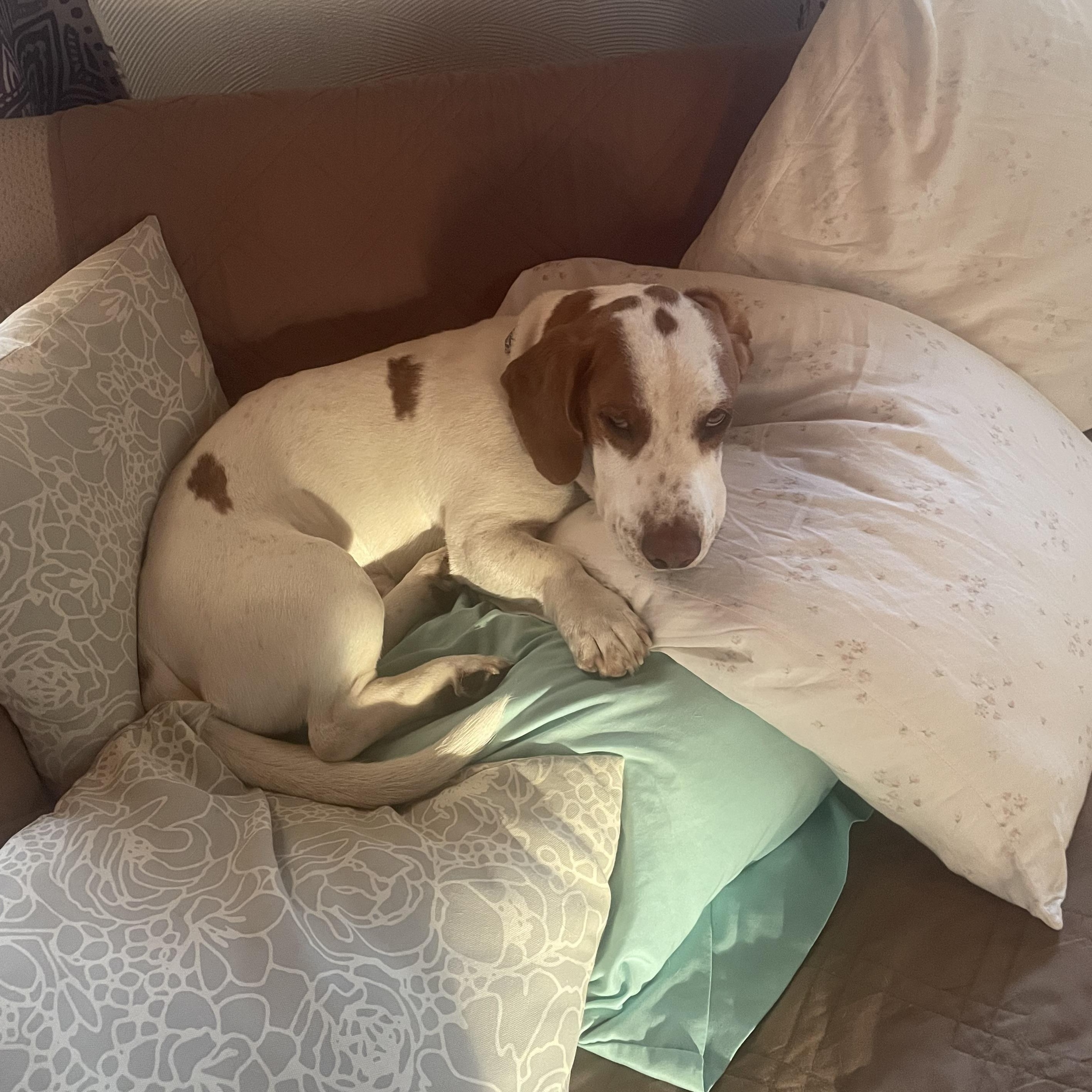 Barney, ADOPTABLE, Adult Male Basset Hound & Beagle.