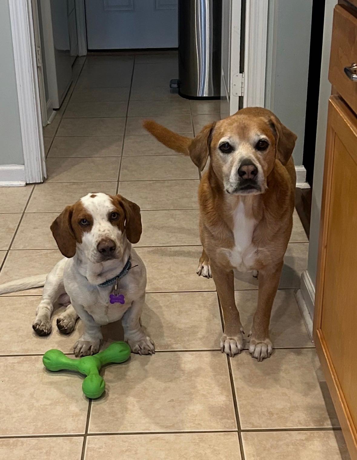 Enlarge Barney, a ADOPTABLE mixed breed in Hillsdale, NY image 2/6