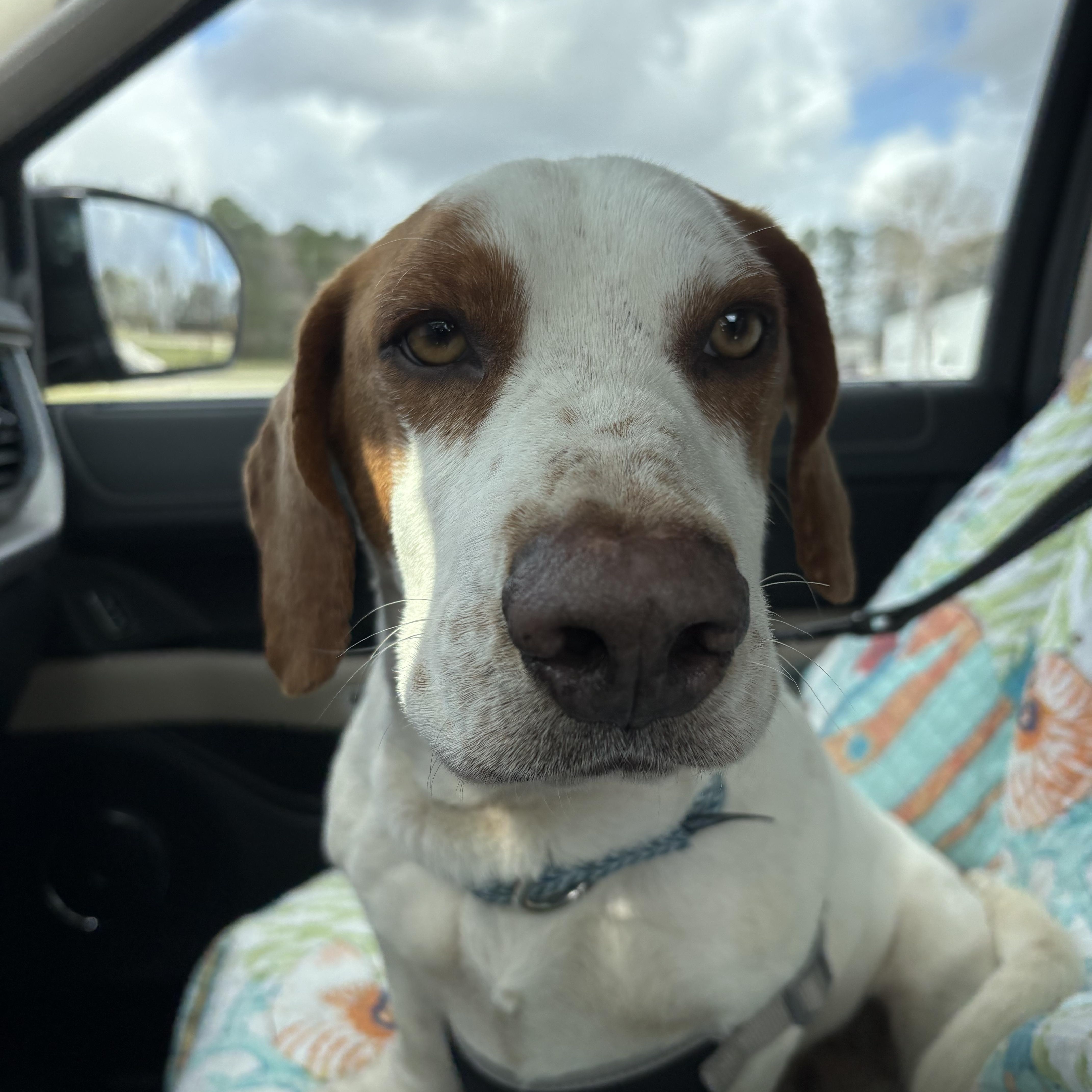 Enlarge Barney, a ADOPTABLE mixed breed in Hillsdale, NY image 3/6