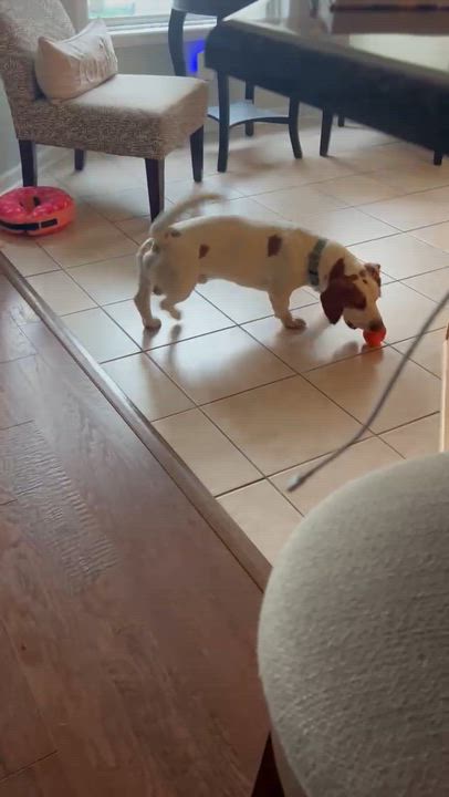 Enlarge Barney, a ADOPTABLE mixed breed in Hillsdale, NY video 6/6