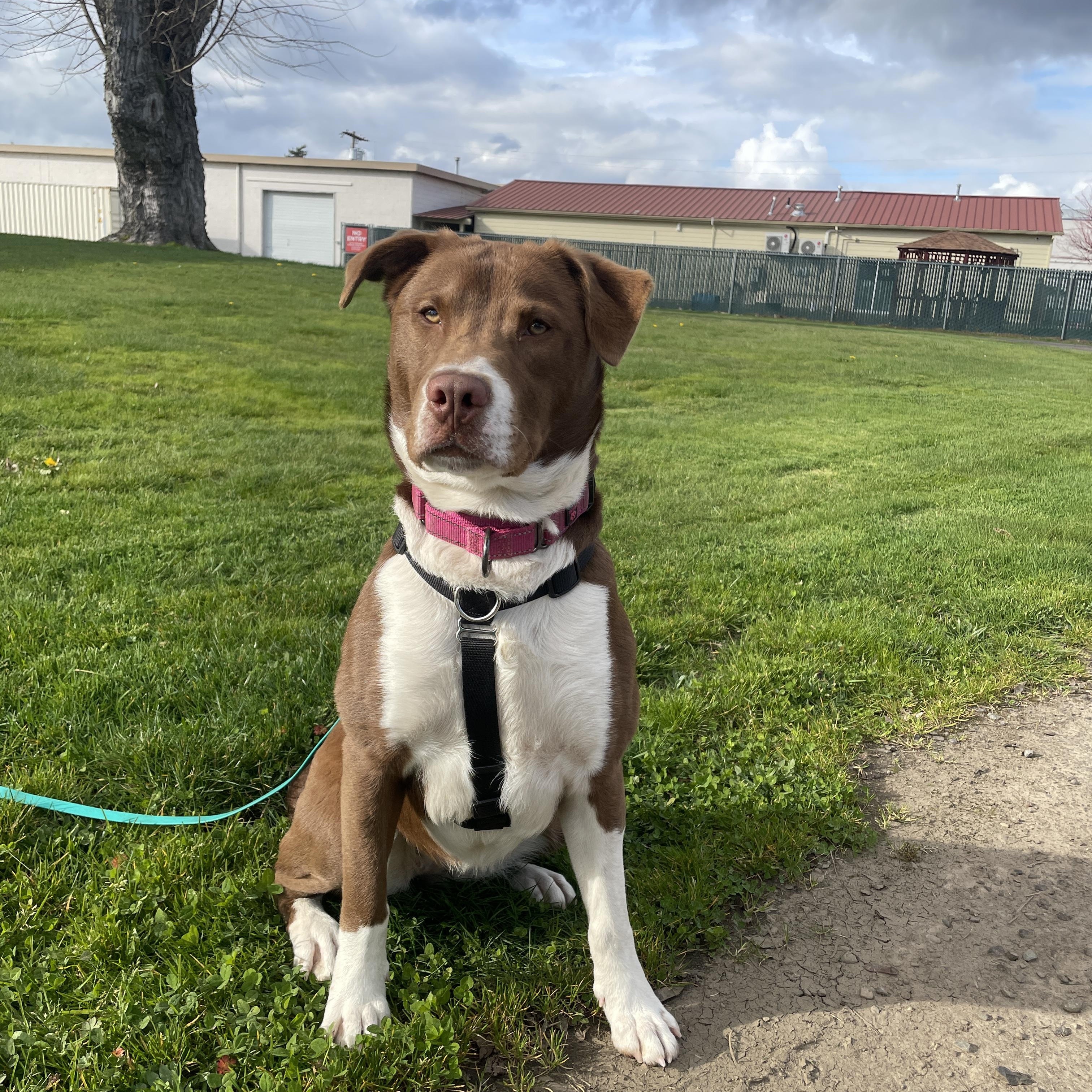 Enlarge Georgia, a ADOPTABLE mixed breed in Lake Oswego, OR image 3/6