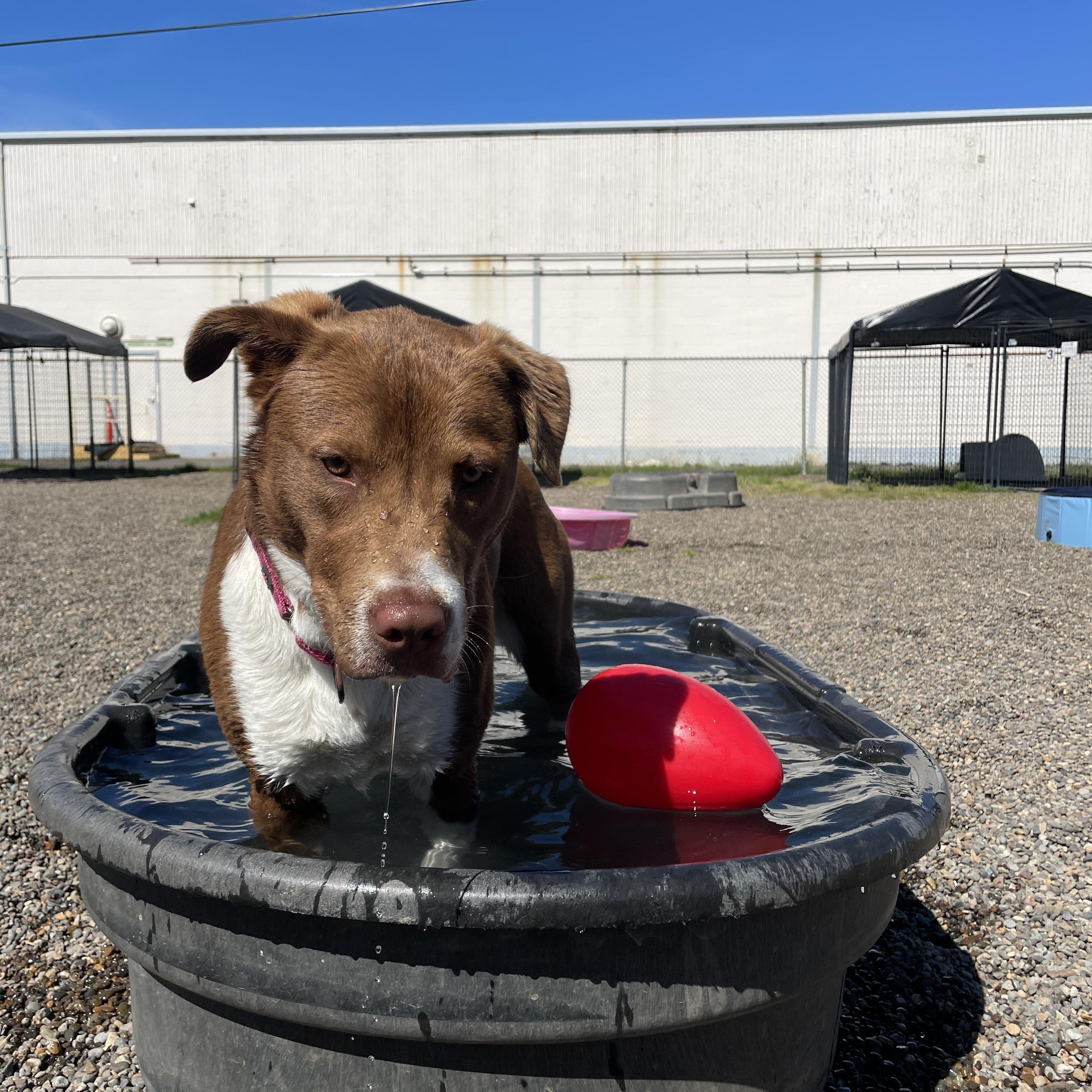 Enlarge Georgia, a ADOPTABLE mixed breed in Lake Oswego, OR image 5/6