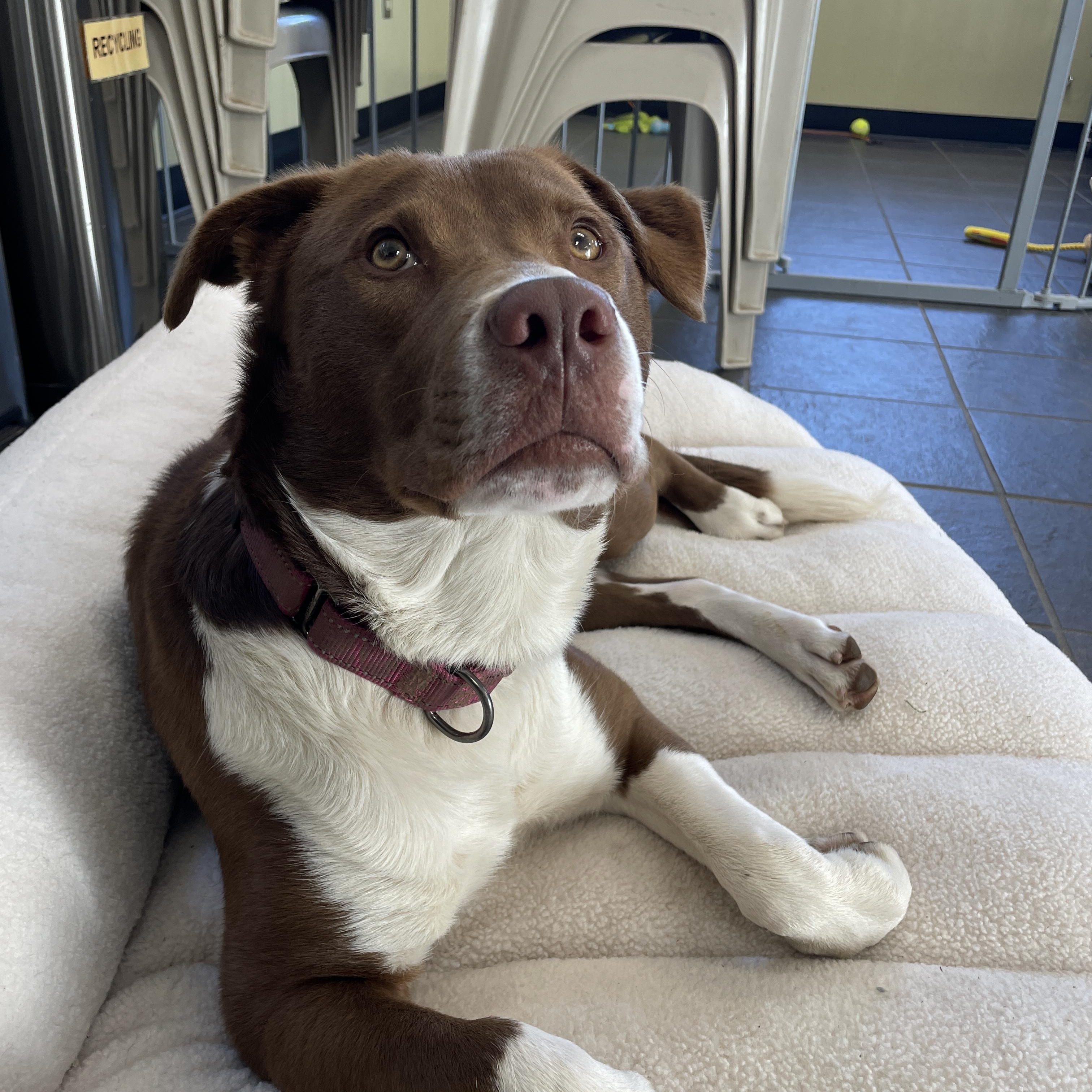 Enlarge Georgia, a ADOPTABLE mixed breed in Lake Oswego, OR image 6/6