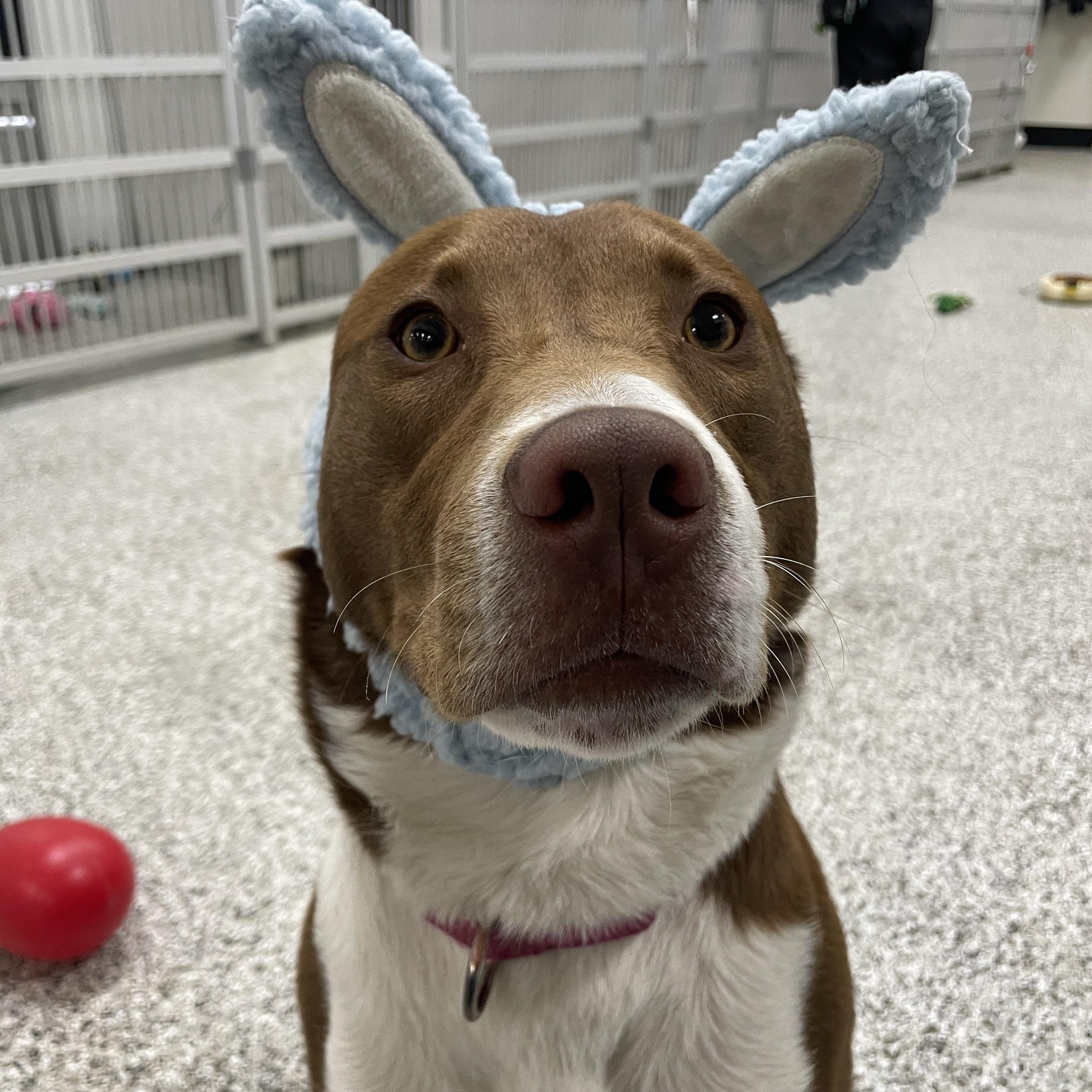 Enlarge Georgia, a ADOPTABLE mixed breed in Lake Oswego, OR image 4/6