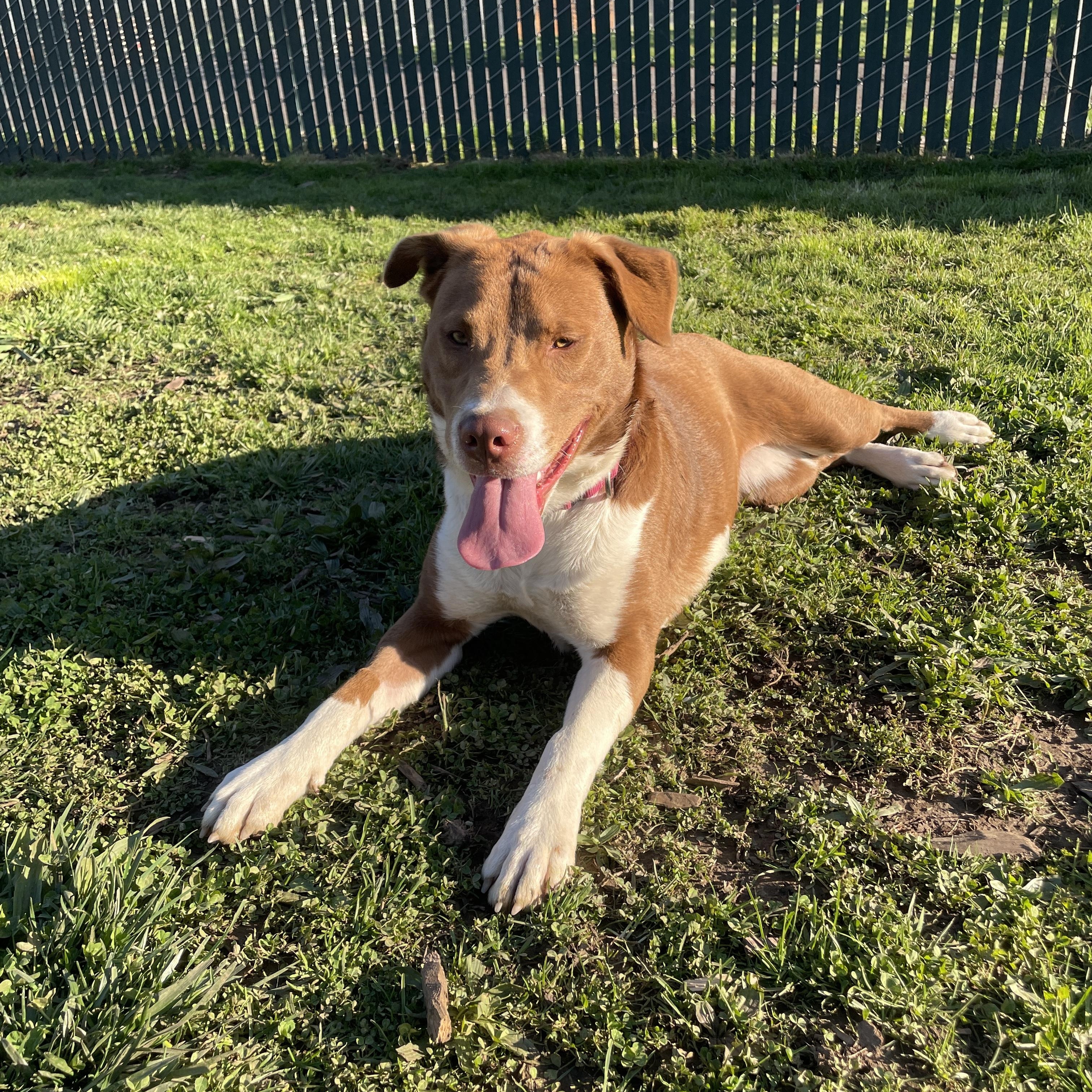 Enlarge Georgia, a ADOPTABLE mixed breed in Lake Oswego, OR image 2/6