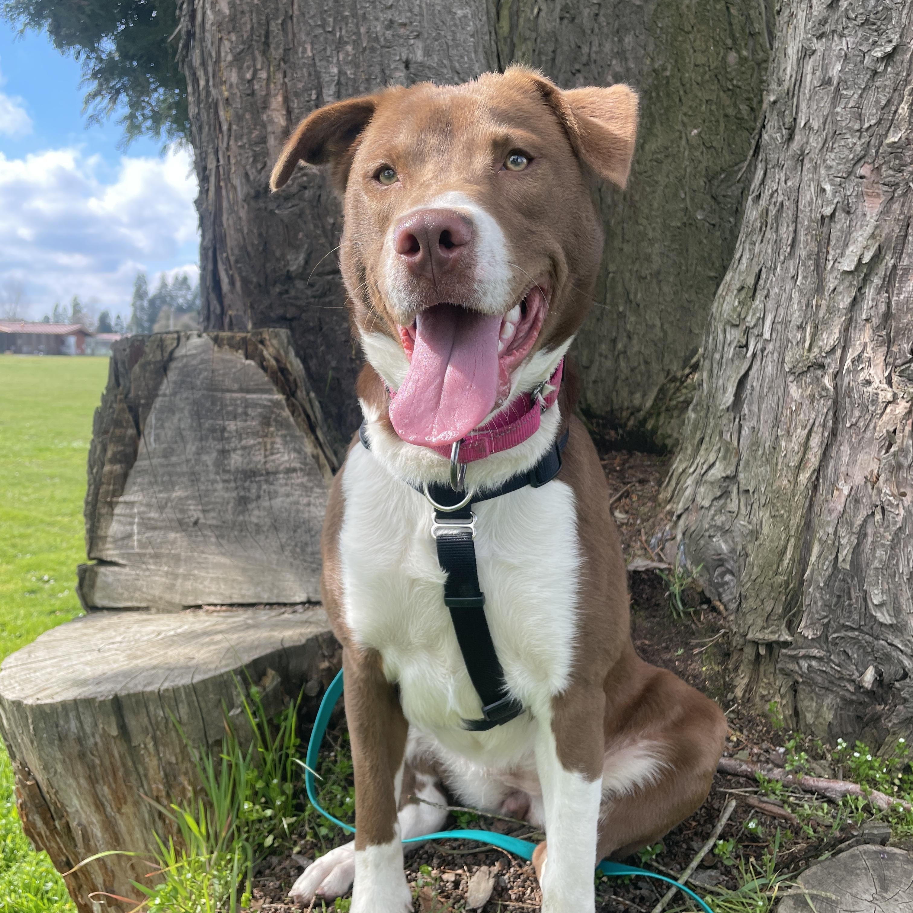 Georgia, ADOPTABLE, Young Female Border Collie & Pit Bull Terrier.