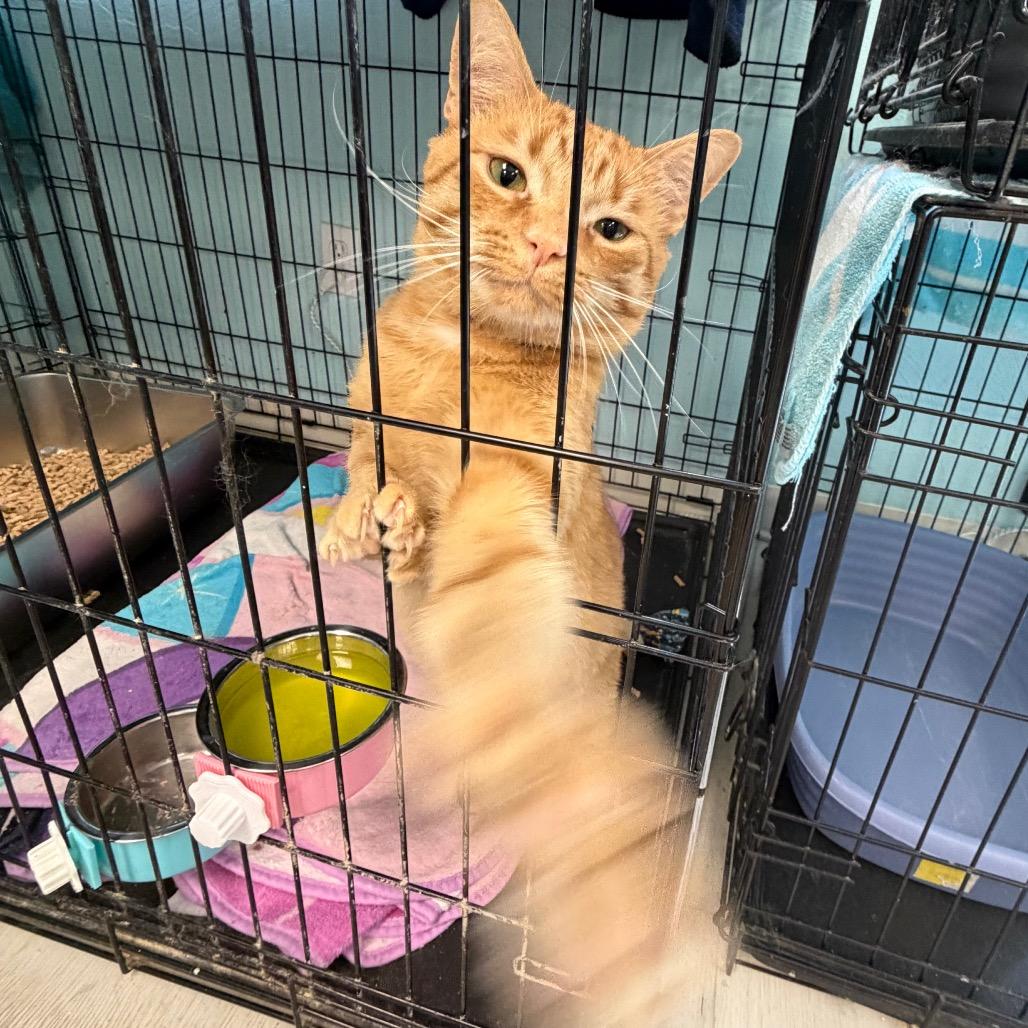 Chef Boyardee, Adoptable, Adult Male Domestic Short Hair.