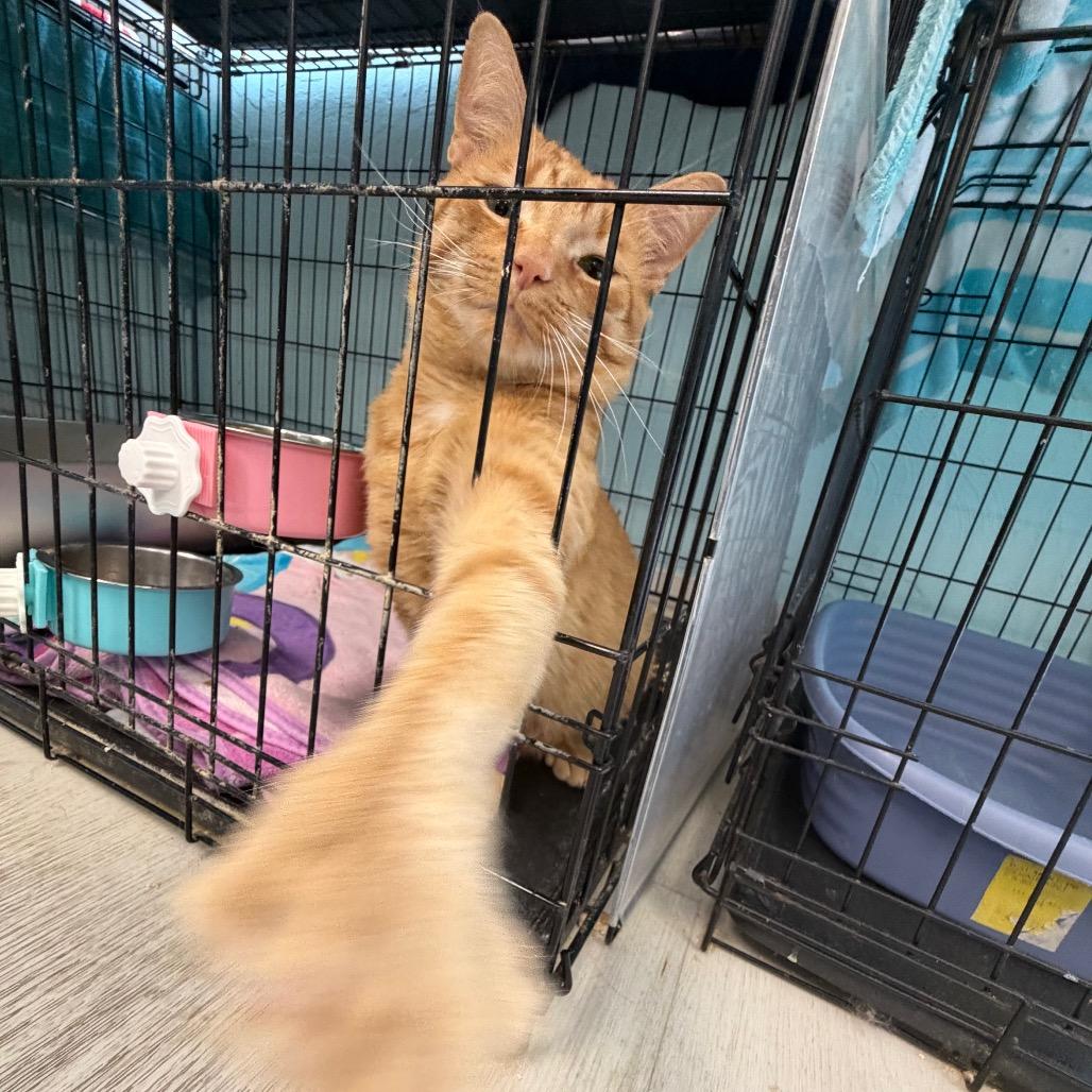 Enlarge Chef Boyardee, a Adoptable Domestic Short Hair in PITTSBURGH, PA image 2/4