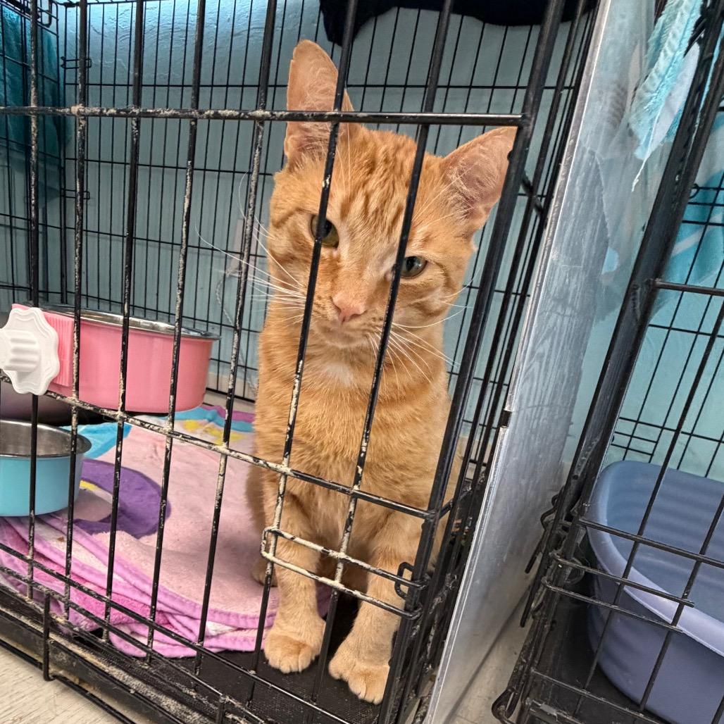 Enlarge Chef Boyardee, a Adoptable Domestic Short Hair in PITTSBURGH, PA image 3/4