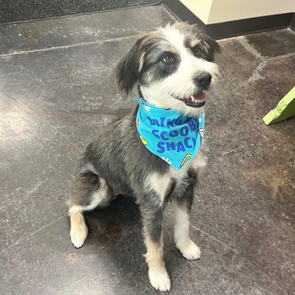 Ivy, Adoptable, Adult Female Schnauzer & Australian Shepherd.