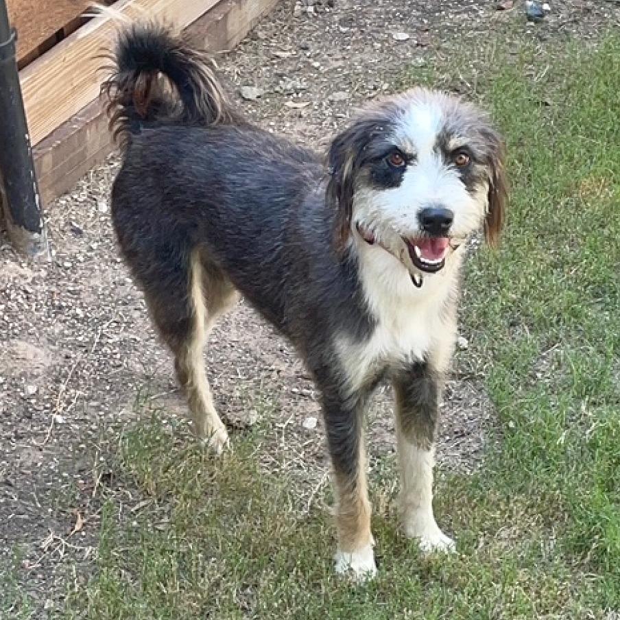 Enlarge Ivy, a Adoptable mixed breed in Flower Mound, TX image 2/5