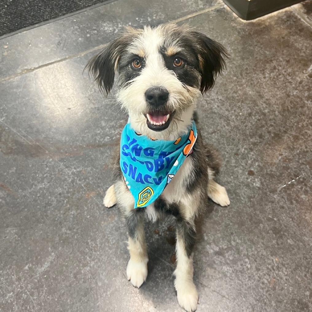 Enlarge Ivy, a Adoptable mixed breed in Flower Mound, TX image 3/5