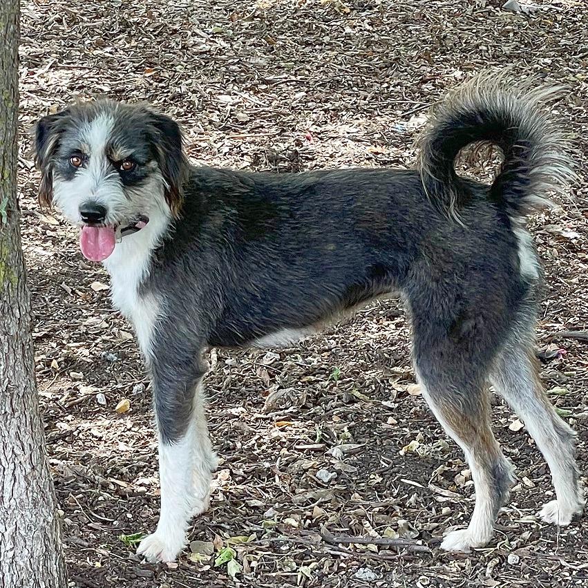 Enlarge Ivy, a Adoptable mixed breed in Flower Mound, TX image 4/5