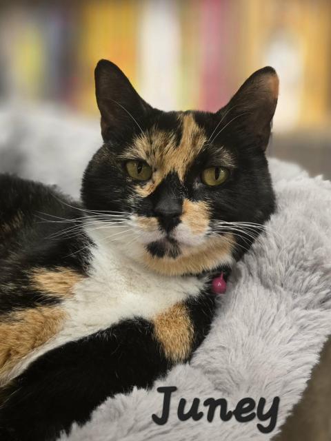 Juney, ADOPTABLE, Young Female Domestic Short Hair.