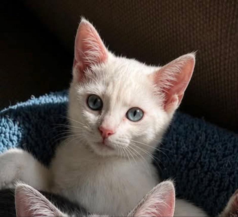 Frankie, Adopted, Young Female Siamese.