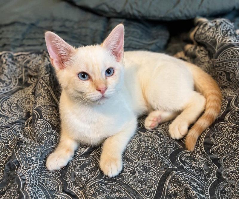 Frankie, a Adopted Siamese in Knoxville, TN image 2/2