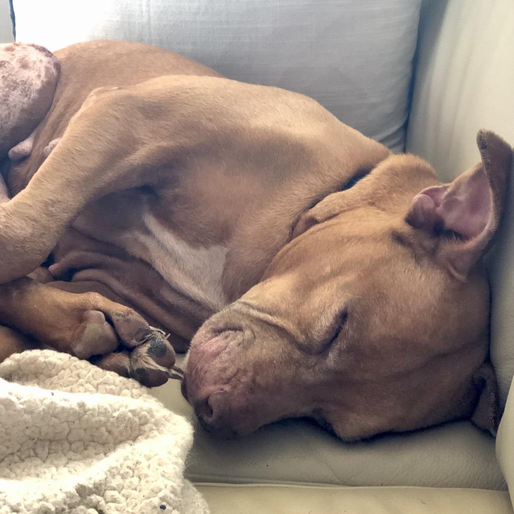 Ruby, Adoptable, Senior Female Mixed Breed.