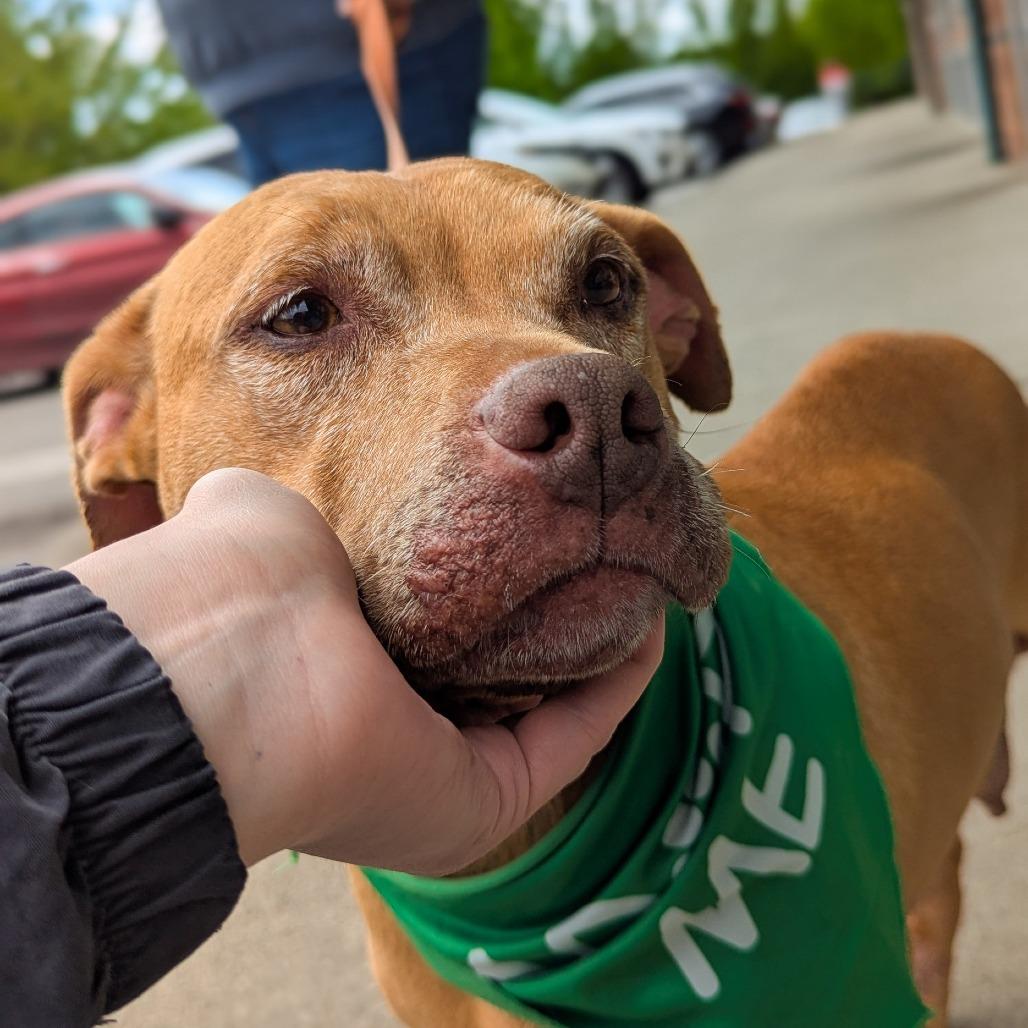 Ruby, a Adoptable Mixed Breed in Allyn, WA image 2/6