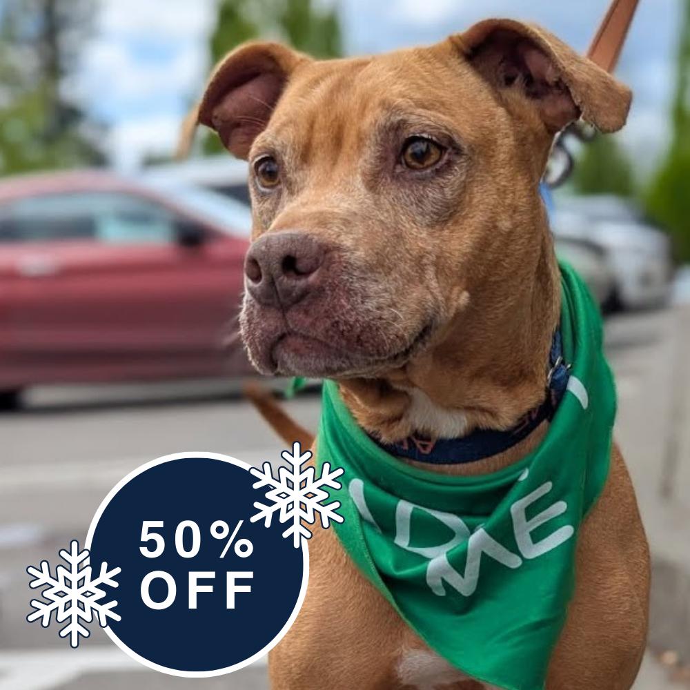 Ruby, a Adoptable Mixed Breed in Allyn, WA image 4/6