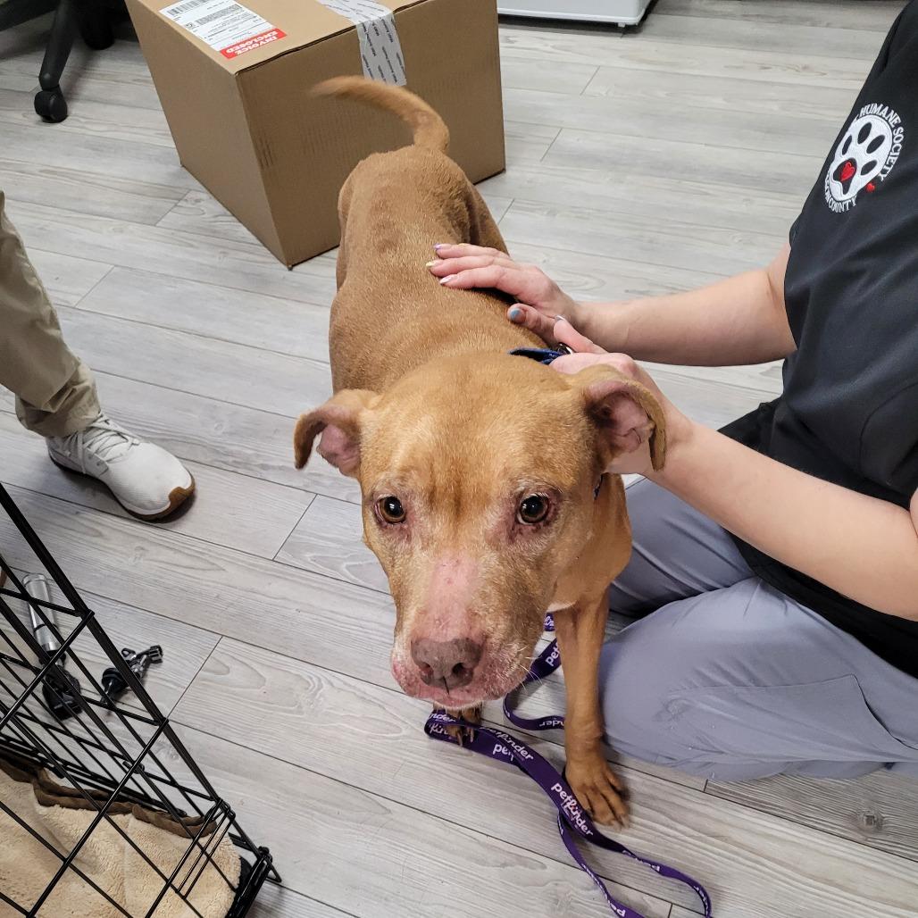 Ruby, a Adoptable Mixed Breed in Allyn, WA image 6/6