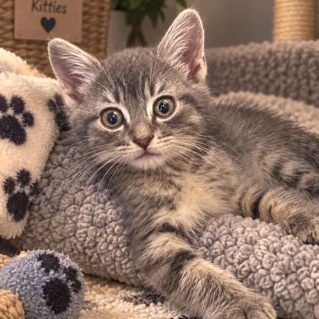 Tobias, Adoptable, Kitten Male Tabby & Domestic Short Hair.