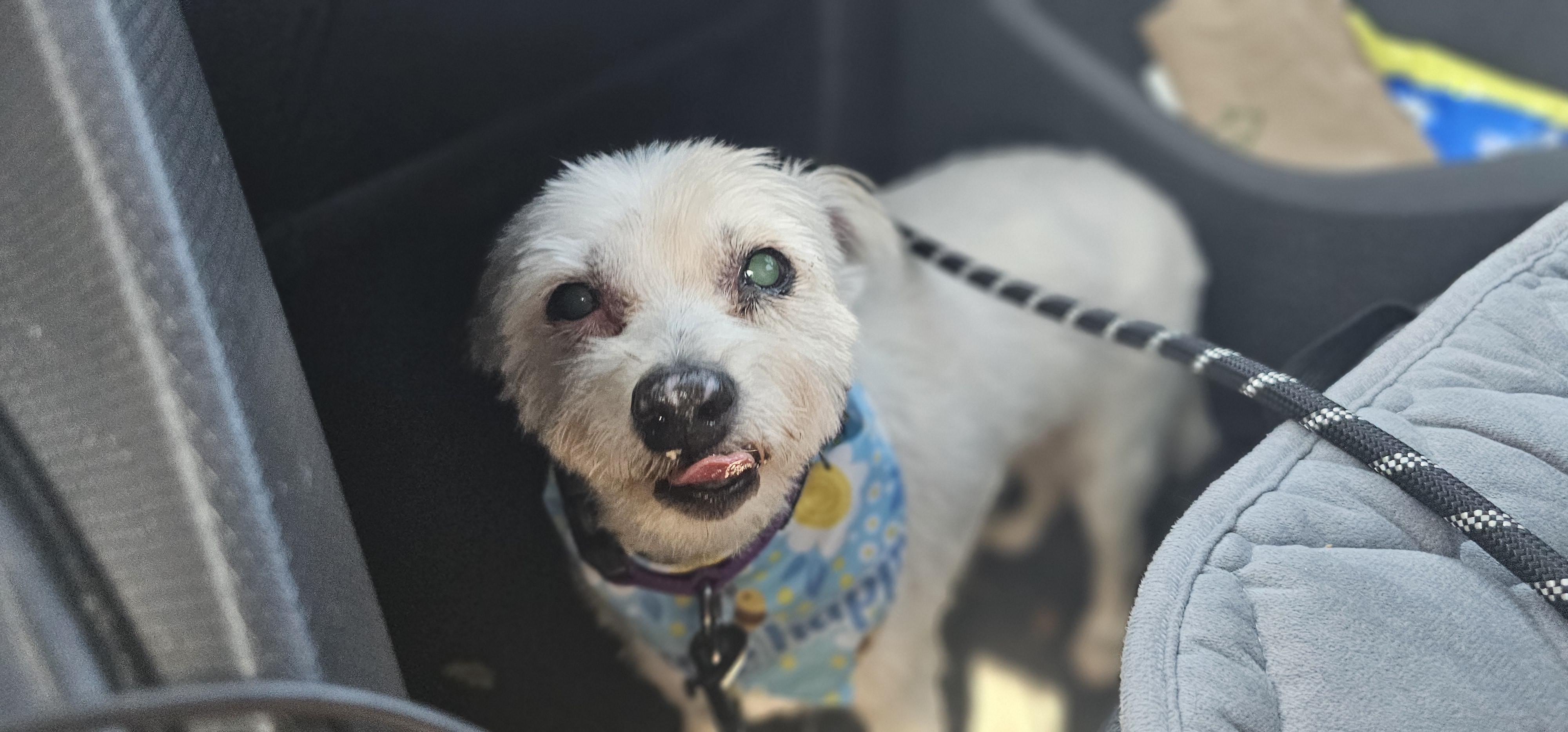 Enlarge Winnie , a ADOPTABLE West Highland White Terrier / Westie in Weeki Wachee, FL image 3/6