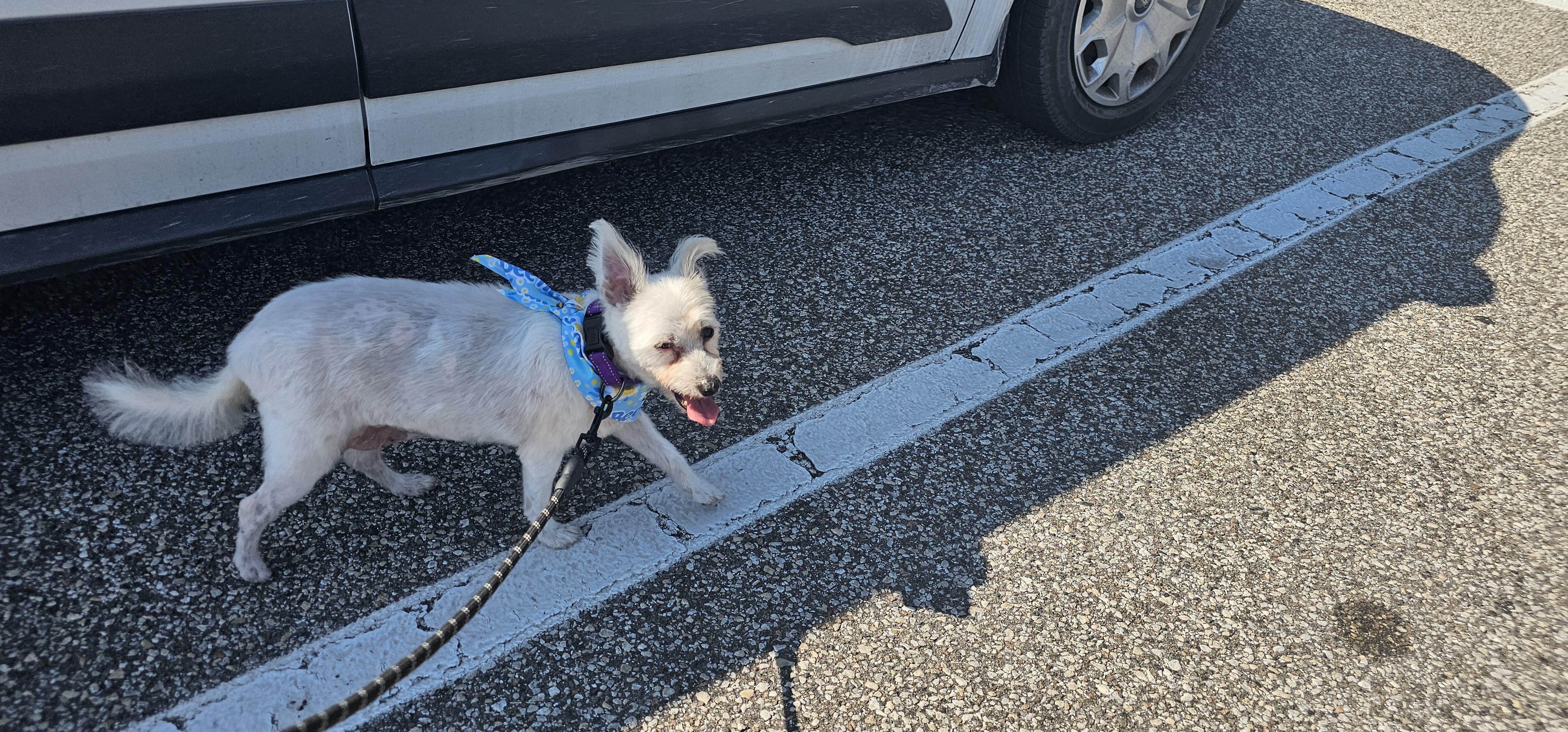 Enlarge Winnie , a ADOPTABLE West Highland White Terrier / Westie in Weeki Wachee, FL image 6/6