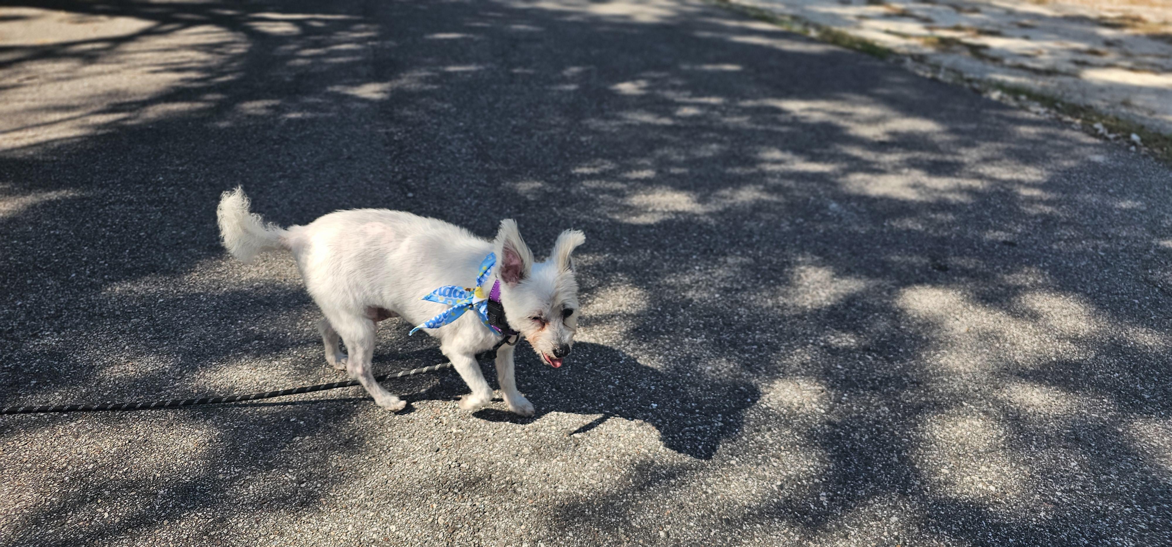 Enlarge Winnie , a ADOPTABLE West Highland White Terrier / Westie in Weeki Wachee, FL image 2/6