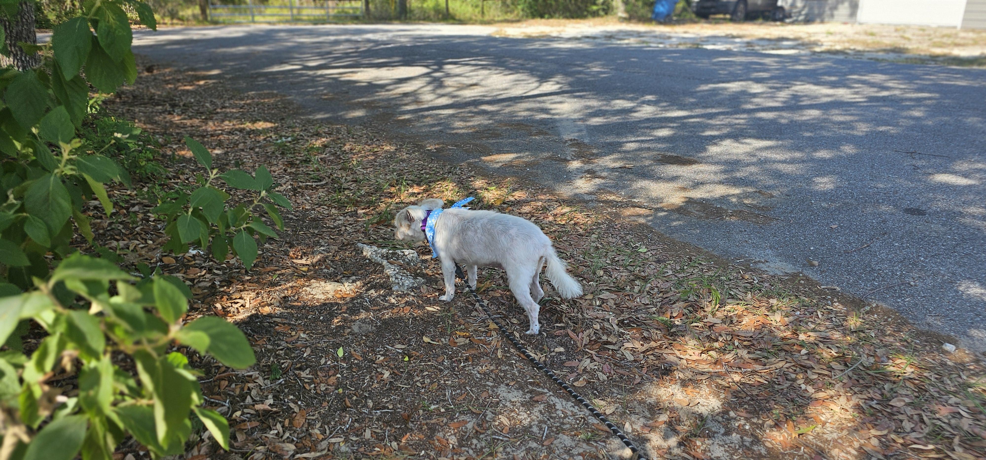 Enlarge Winnie , a ADOPTABLE West Highland White Terrier / Westie in Weeki Wachee, FL image 4/6