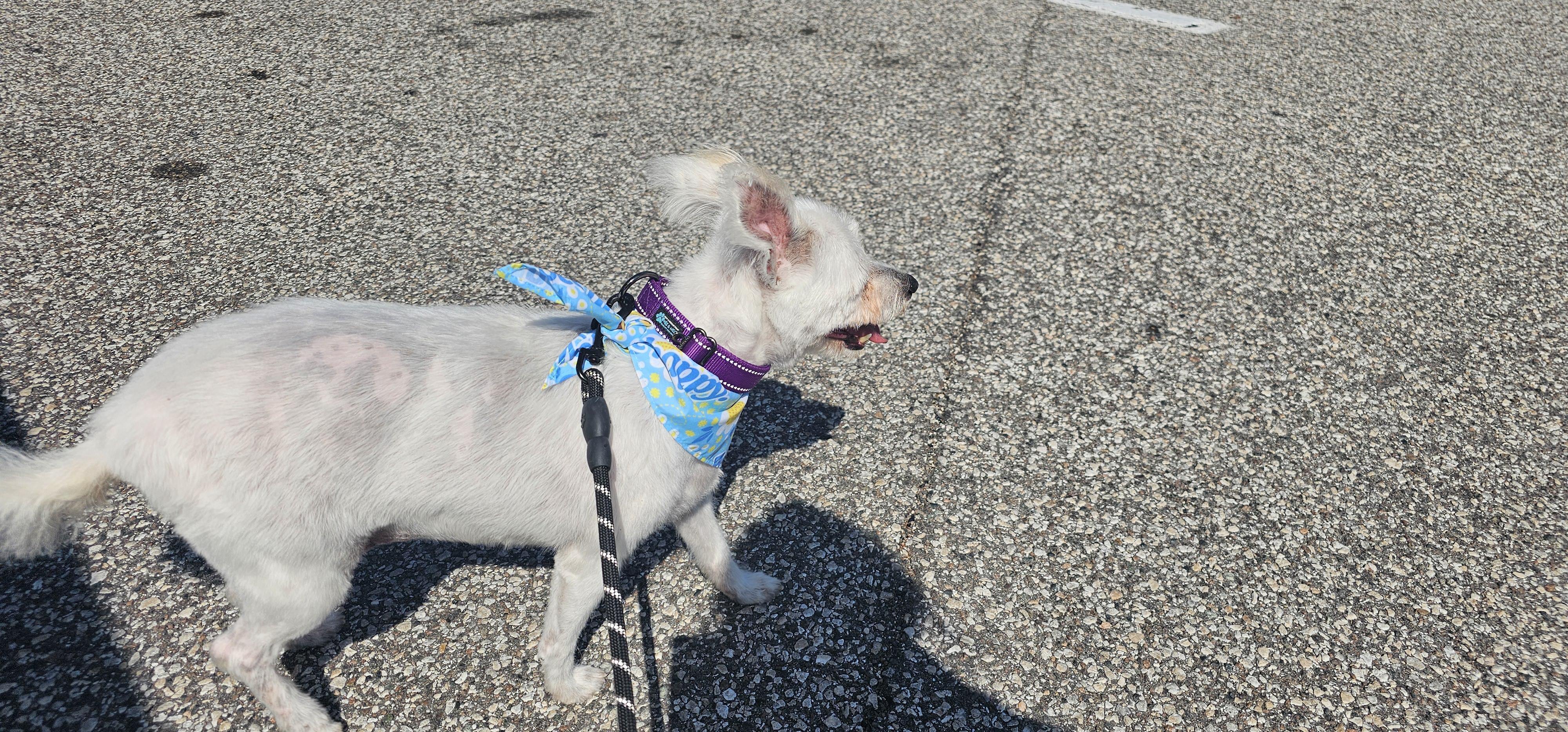 Enlarge Winnie , a ADOPTABLE West Highland White Terrier / Westie in Weeki Wachee, FL image 1/6