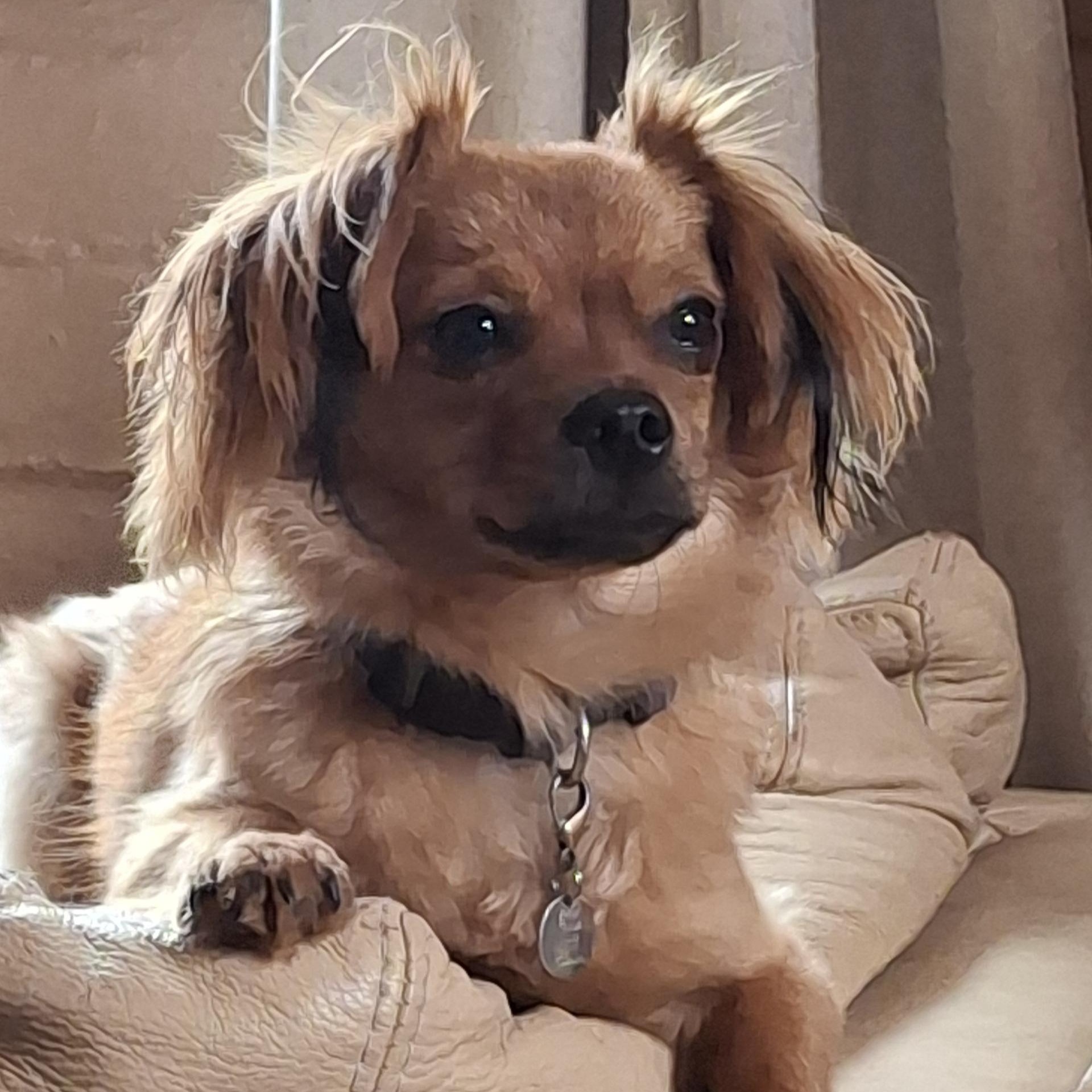 Leo, ADOPTABLE, Adult Male Pomeranian & Chihuahua.